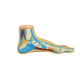 Physiological foot model - Herbitas