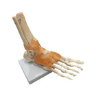 Foot skeleton on base